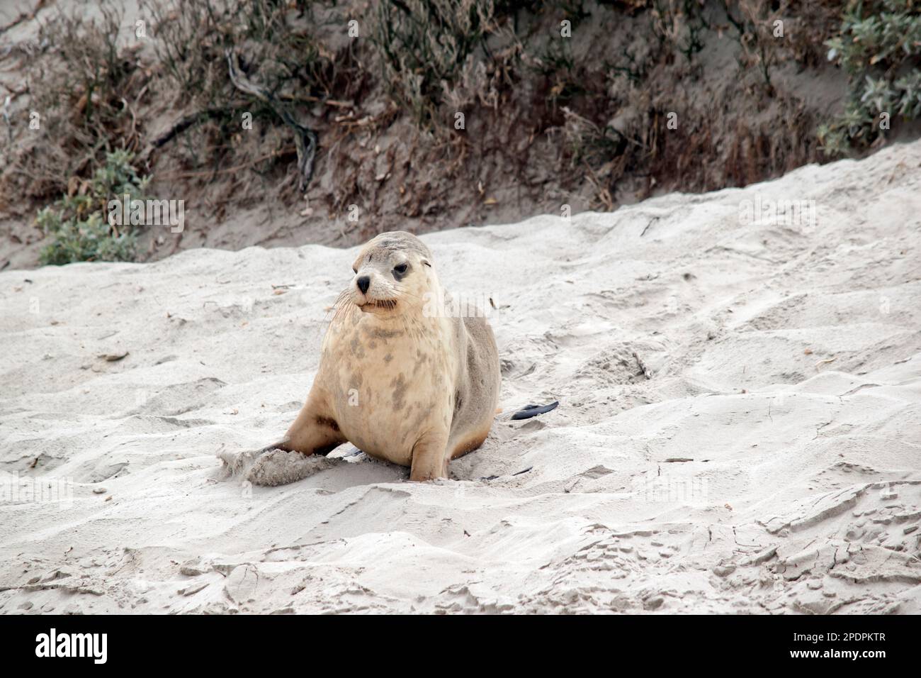 the sea lion pup is waiting for his mom to get back from the sea Stock Photo