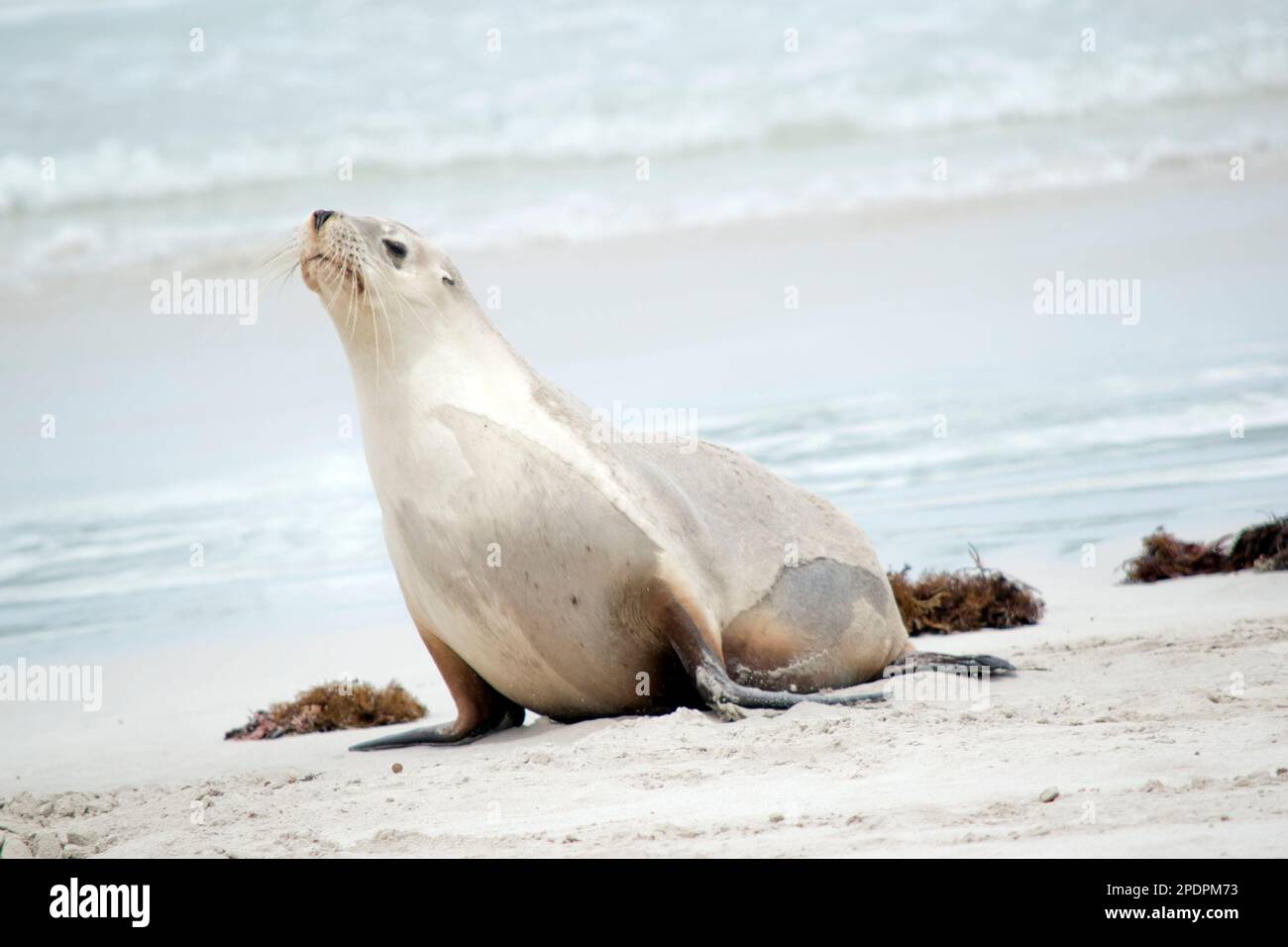 the sea lion is looking for her pup on the beach Stock Photo