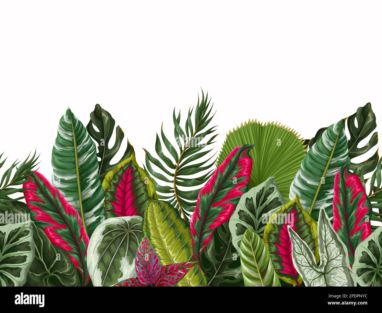 Border with tropical leaves on the white background. Vector Stock ...