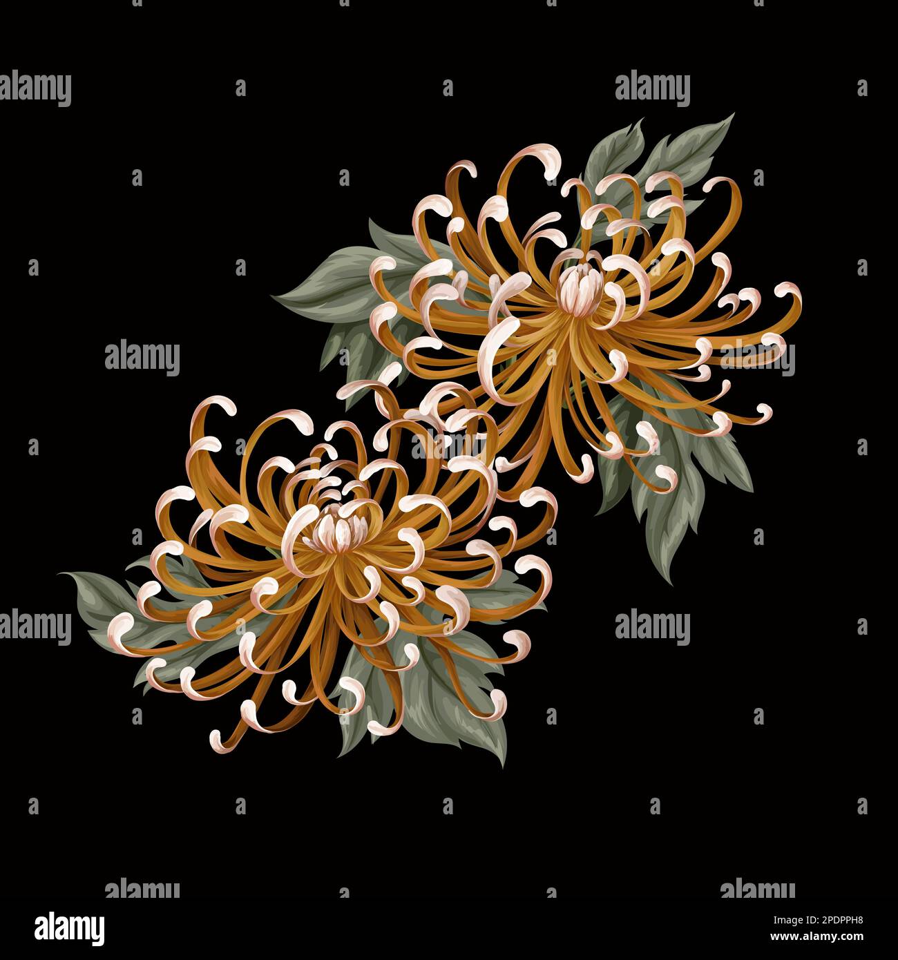 Chrysanthemum, goldendaisy isolated. Vector Stock Vector Image & Art
