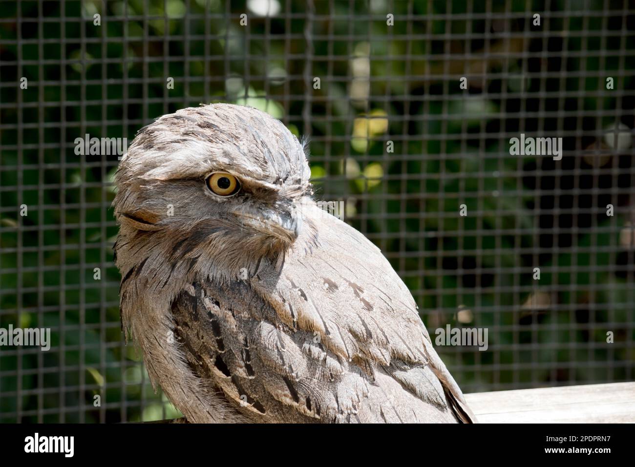 the twany frogmouth has  a mottled grey plumage, white, black and rufous – the feather patterns help them mimic dead tree branches. Their feathers are Stock Photo