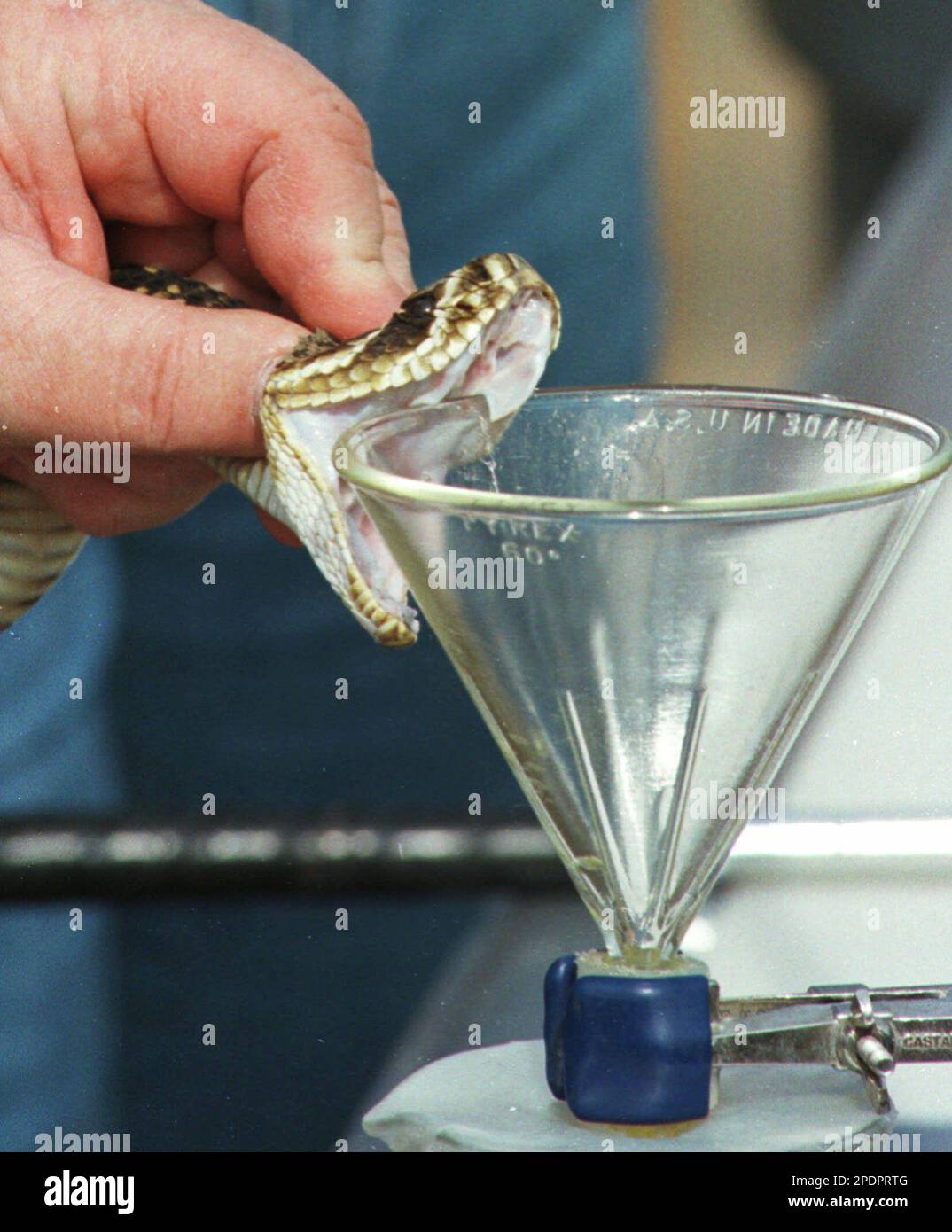 Ken Darnell of Bioactice Incorporated milks a rattlesnake for it's