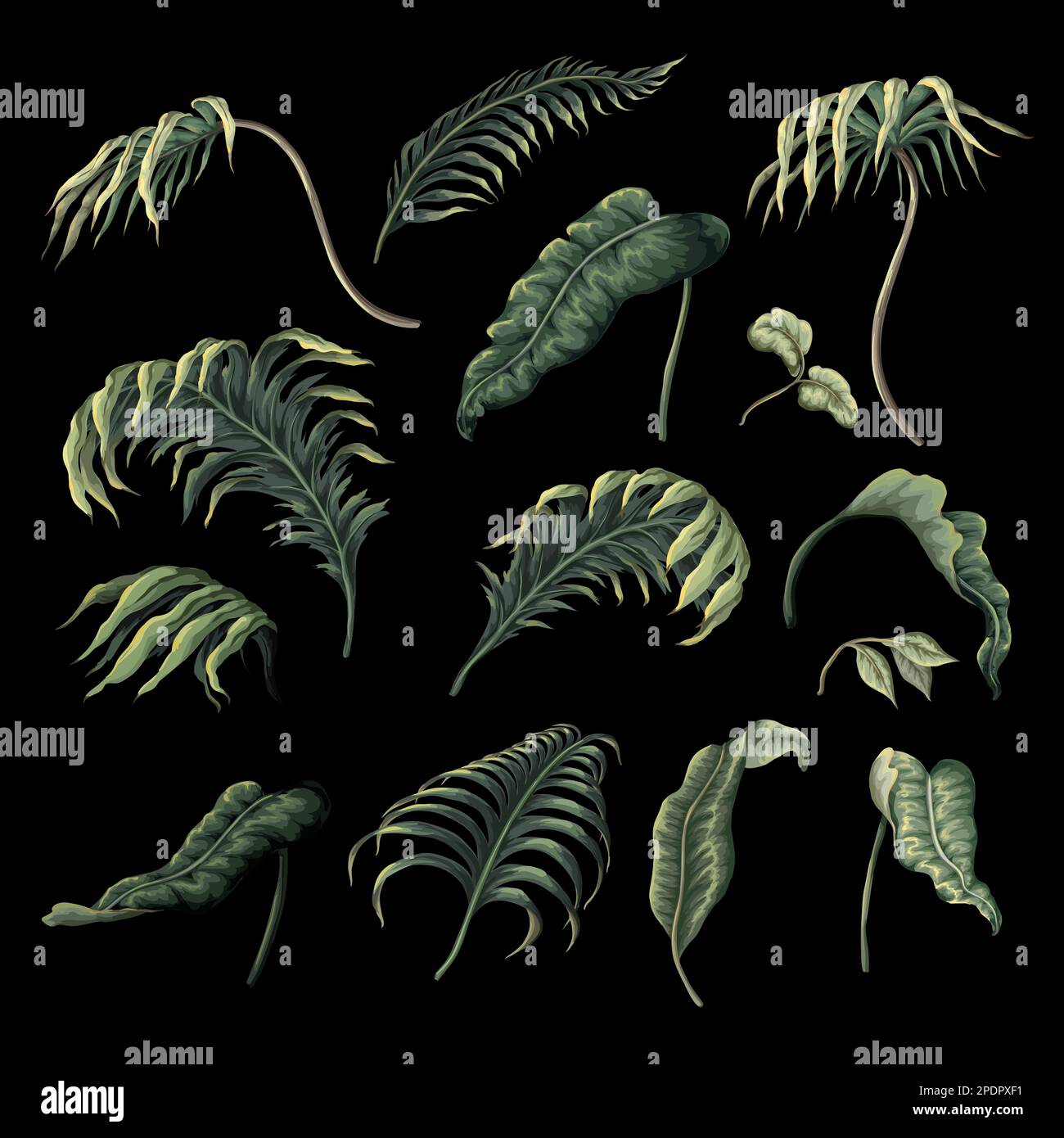 Tropical leaves isolated. Vector Stock Vector Image & Art - Alamy