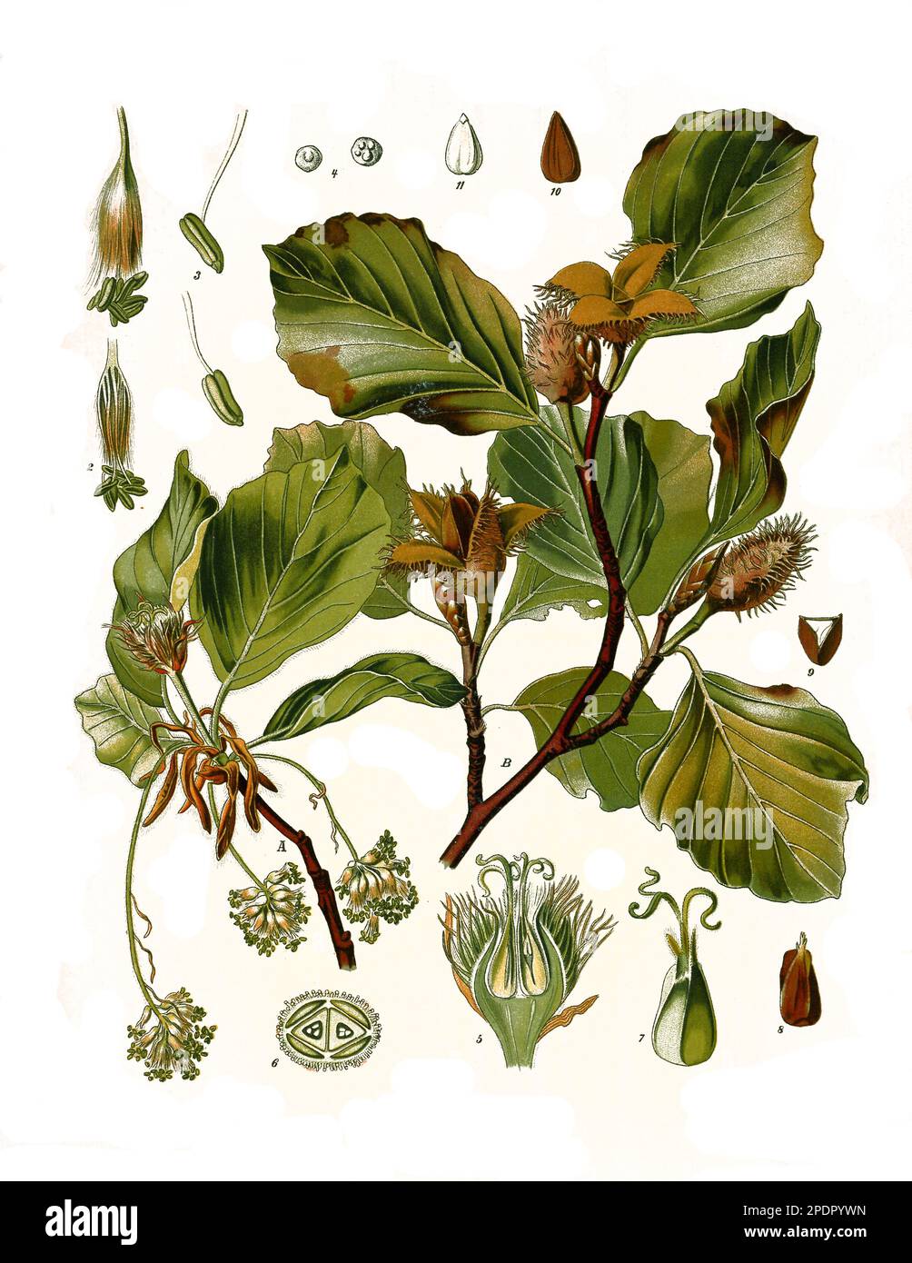 Heilpflanze, Rotbuche, Fagus sylvatica, Historisch, digital restaurierte  Reproduktion von einer Vorlage aus dem 19. Jahrhundert Stock Photo - Alamy