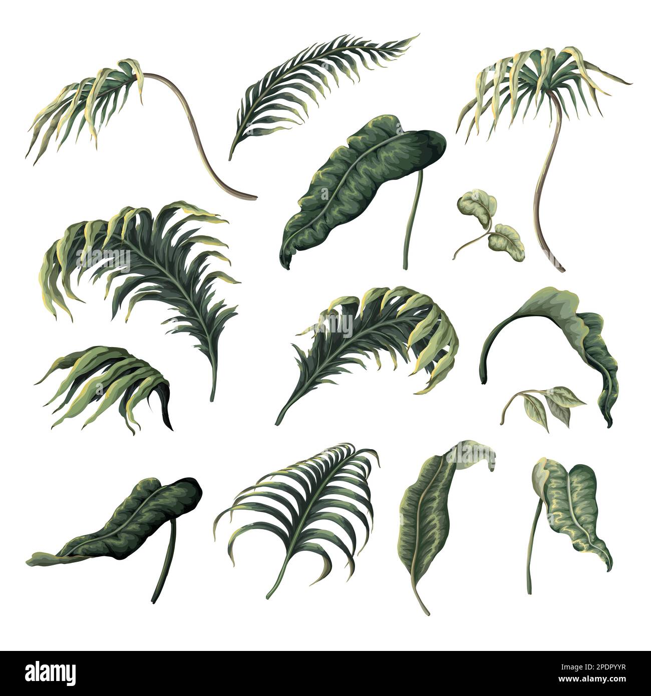 Tropical leaves isolated. Vector Stock Vector Image & Art - Alamy