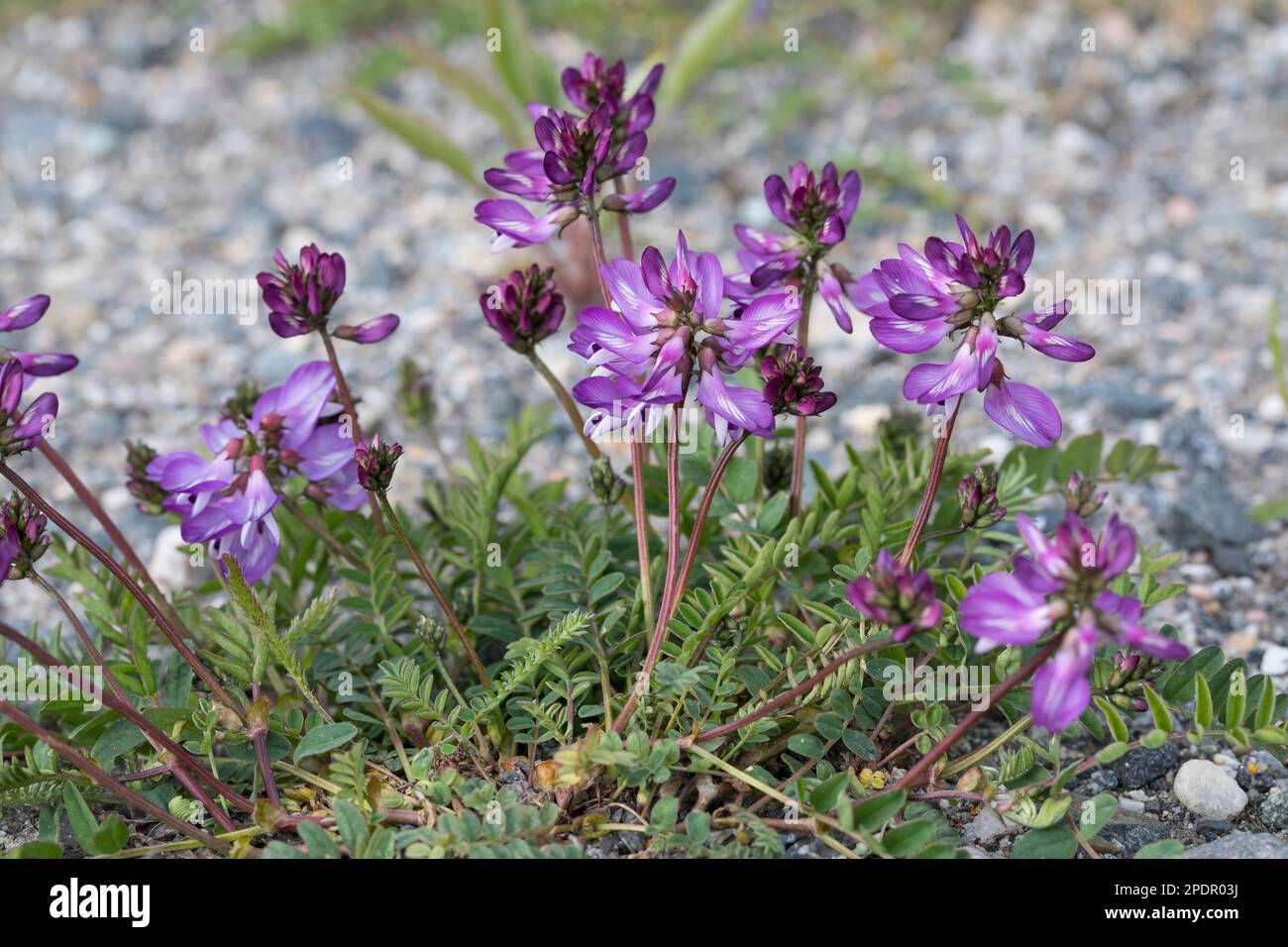 Alpen-Tragant, Astragalus alpinus, alpine milkvetch, l'Astragale des Alpes Stock Photo