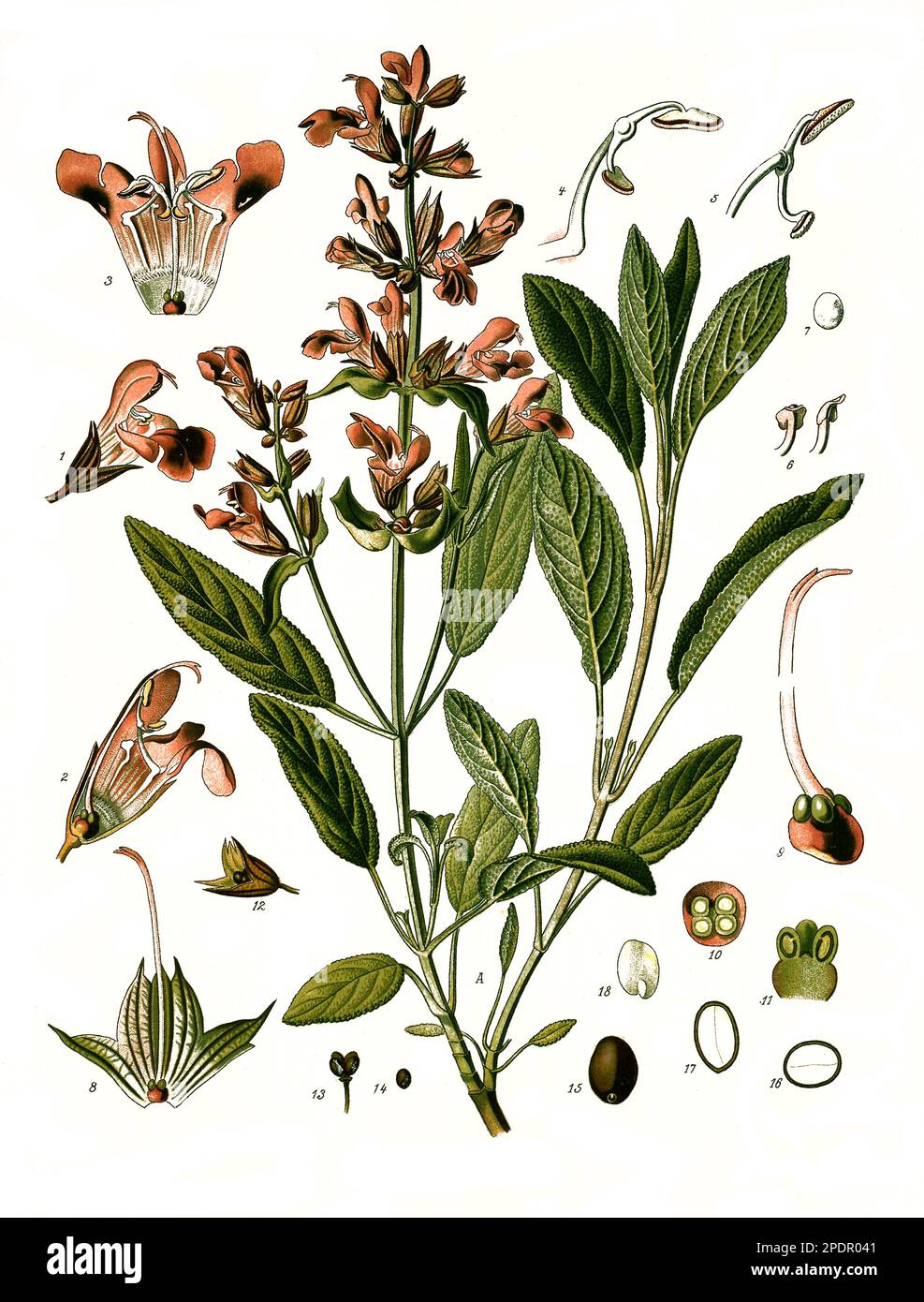 Heilpflanze, Echter Salbei, Salvia Officinalis, Auch Garten-Salbei