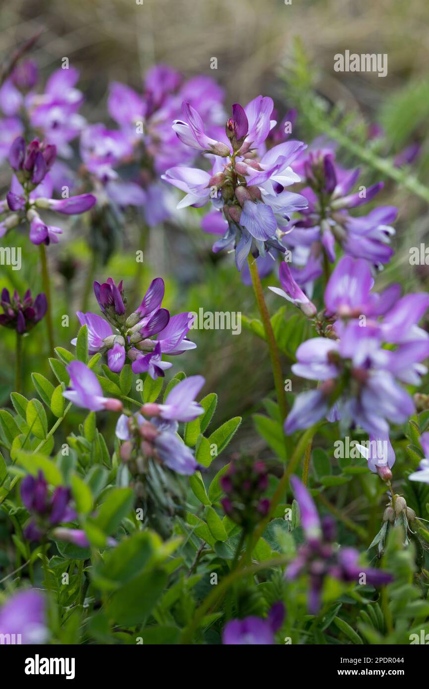 Alpen-Tragant, Astragalus alpinus, alpine milkvetch, l'Astragale des Alpes Stock Photo