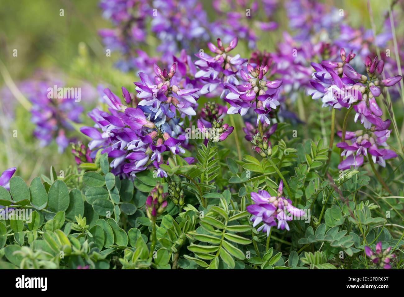 Alpen-Tragant, Astragalus alpinus, alpine milkvetch, l'Astragale des Alpes Stock Photo