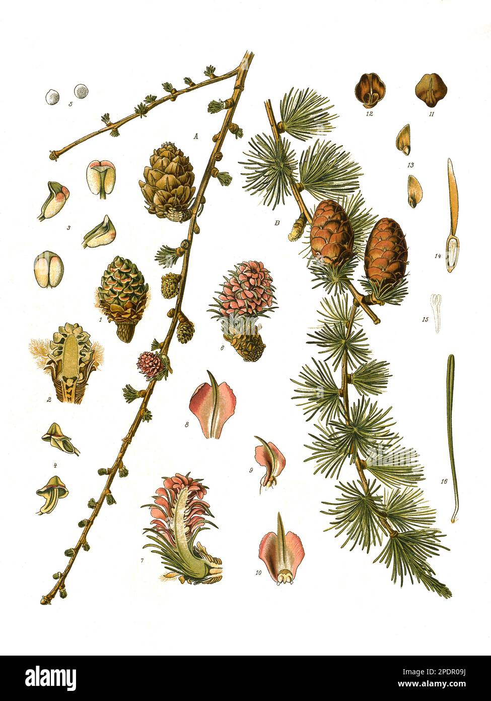 Heilpflanze, Europäische Lärche, Larix decidua, Historisch, digital restaurierte Reproduktion von einer Vorlage aus dem 19. Jahrhundert, Stock Photo