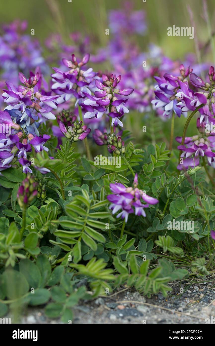 Alpen-Tragant, Astragalus alpinus, alpine milkvetch, l'Astragale des Alpes Stock Photo