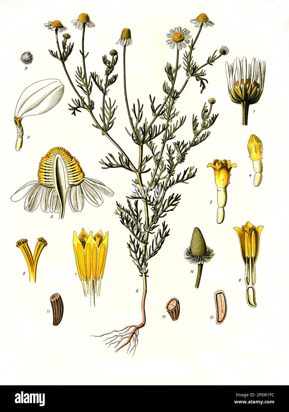 Heilpflanze, Echte Kamille, Matricaria chamomilla, eine Pflanzenart