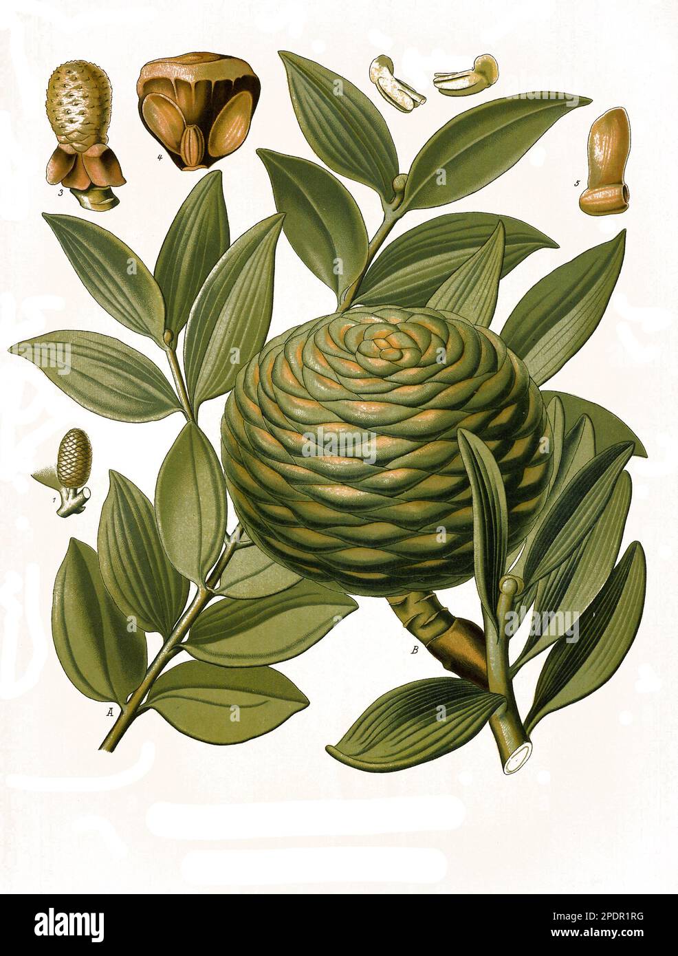 Heilpflanze, Agathis dammara, eine Pflanzenart aus der Familie der Araukariengewächse, Historisch, digital restaurierte Reproduktion von einer Vorlage aus dem 19. Jahrhundert, Stock Photo