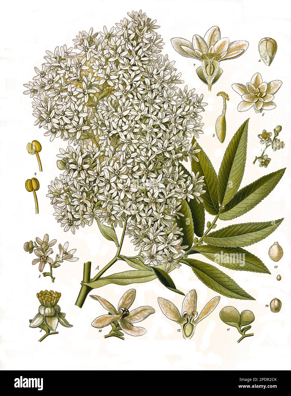 Heilpflanze, Kosobaum oder Kossobaum, Hagenia abyssinica ist die einzige Art der monotypischen Pflanzengattung Hagenia innerhalb der Familie der Rosengewächse, Historisch, digital restaurierte Reproduktion von einer Vorlage aus dem 19. Jahrhundert, Stock Photo