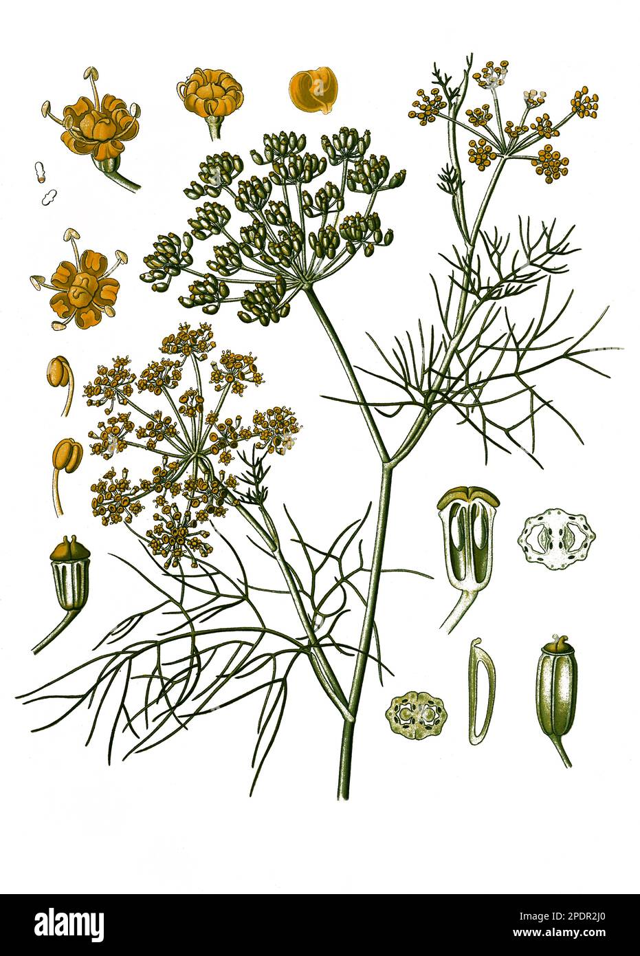 Heilpflanze, Fenchel (Foeniculum Vulgare), Historisch, Digital