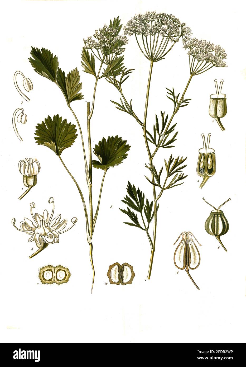 Heilpflanze, Anis (Pimpinella anisum), Historisch, digital restaurierte ...