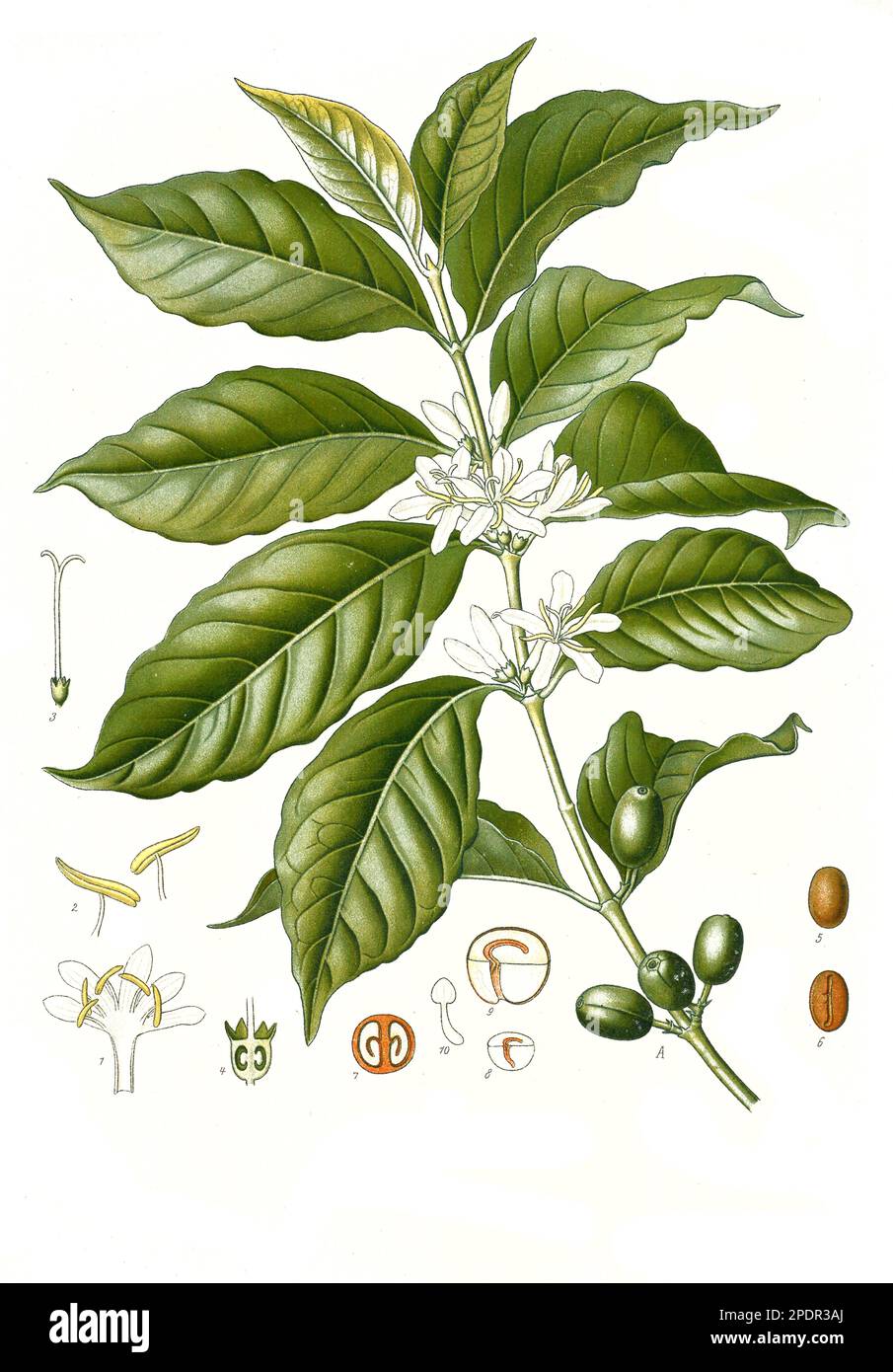 Heilpflanze, Arabica-Kaffee, (Coffea arabica), auch Bergkaffee oder Javakaffee, Kaffeepflanze, Historisch, digital restaurierte Reproduktion von einer Vorlage aus dem 19. Jahrhundert, Stock Photo