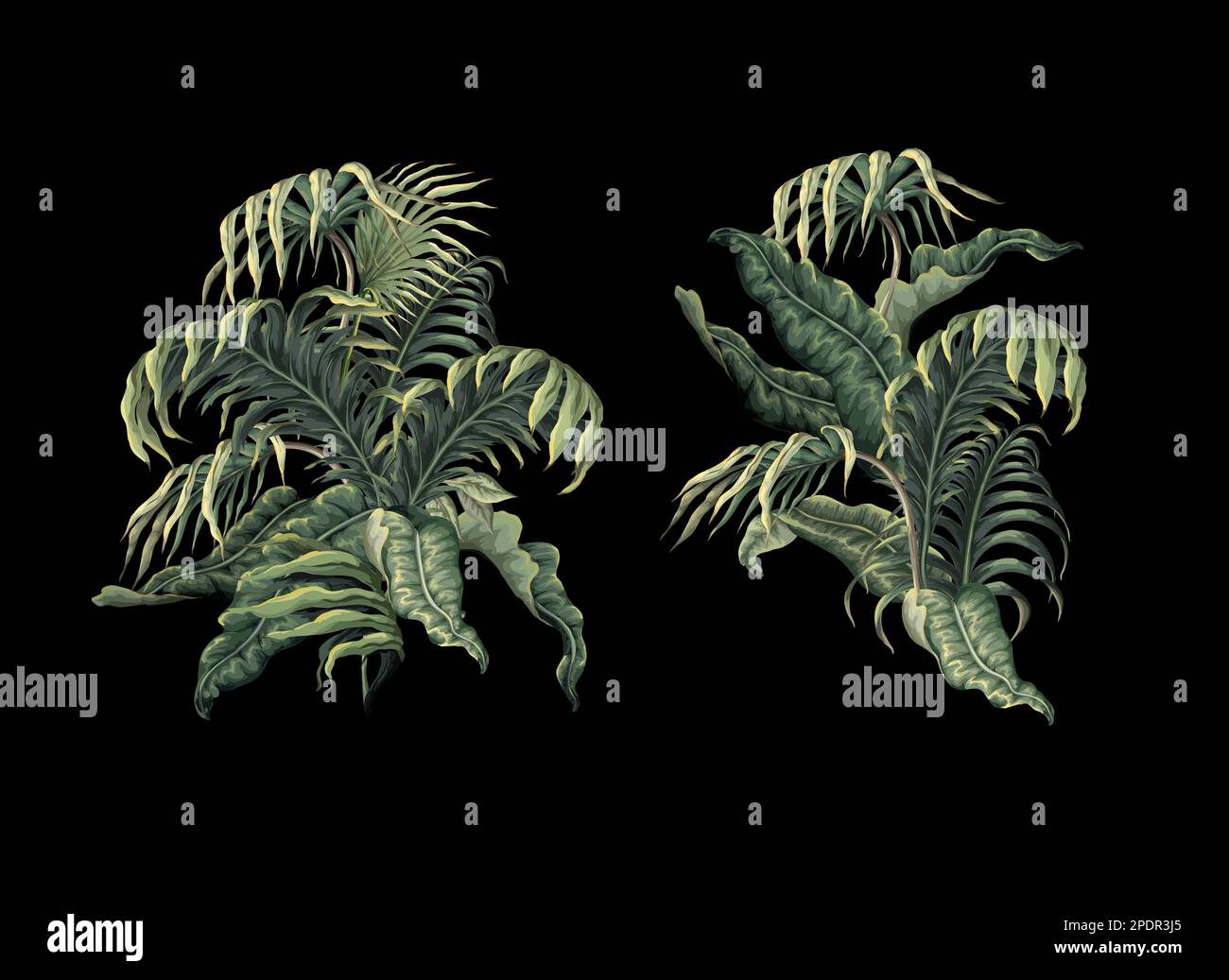 Tropical leaves isolated. Vector Stock Vector Image & Art - Alamy