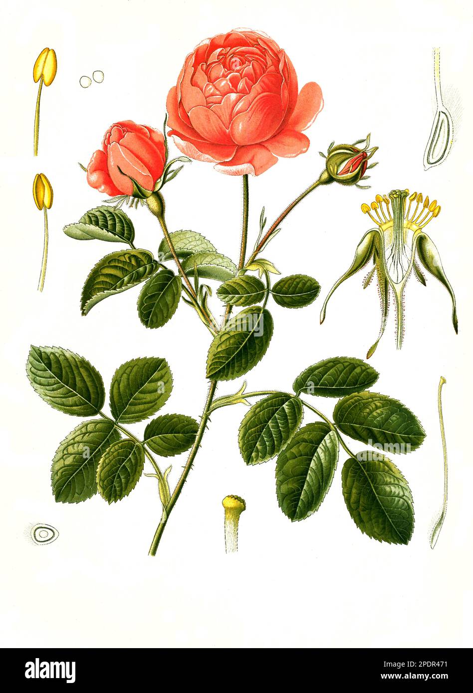 Heilpflanze, Rosa × centifolia, auch Zentifolie, eine Rosengruppe mit gefüllten Blüten, die zu den alten Rosen zählt, Historisch, digital restaurierte Reproduktion von einer Vorlage aus dem 19. Jahrhundert, Stock Photo