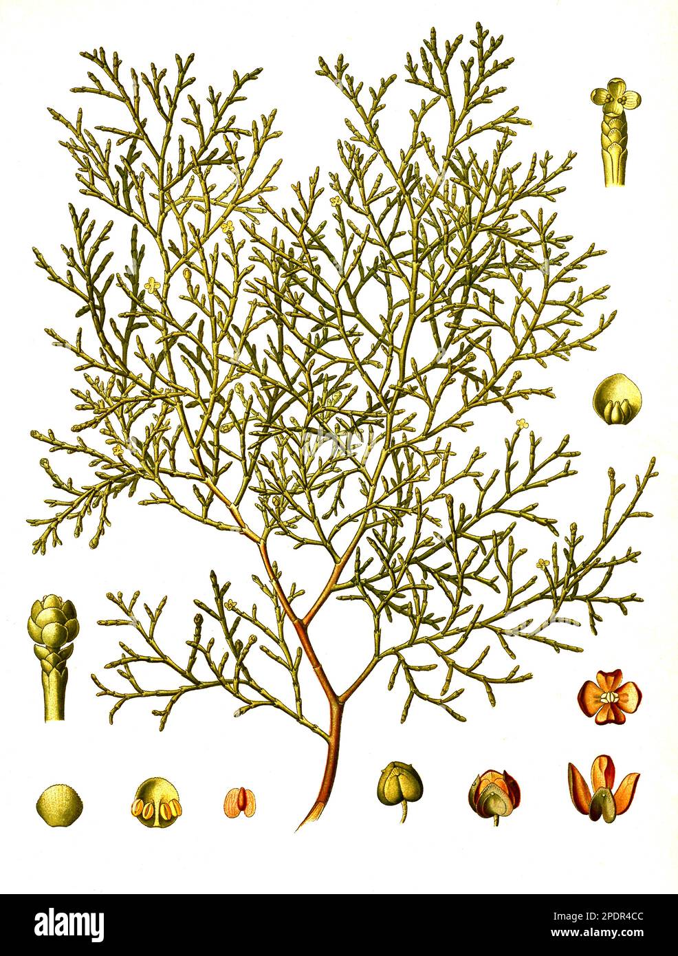 Heilpflanze, Sandarakbaum (Tetraclinis articulata), auch Gliederzypresse oder Berberthuja genannt, Pflanzenart der Gattung Tetraclinis, Historisch, digital restaurierte Reproduktion von einer Vorlage aus dem 19. Jahrhundert, Stock Photo