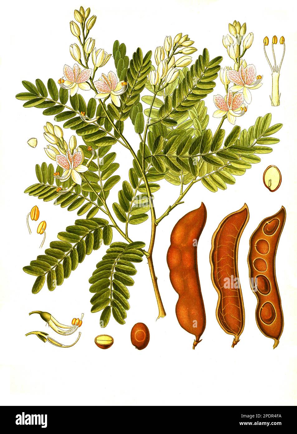 Heilpflanze, Tamarindenbaum (Tamarindus indica), auch Indische Dattel oder Sauerdattel, Historisch, digital restaurierte Reproduktion von einer Vorlage aus dem 19. Jahrhundert, Stock Photo
