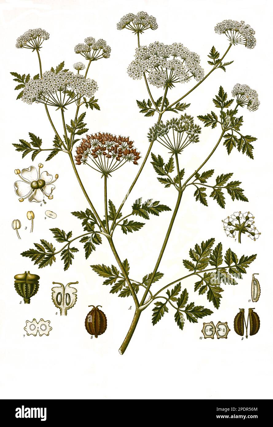 Heilpflanze, Gefleckte Schierling (Conium maculatum) ist eine Pflanzenart aus der Familie der Doldenblütler, Historisch, digital restaurierte Reproduktion von einer Vorlage aus dem 19. Jahrhundert, Stock Photo