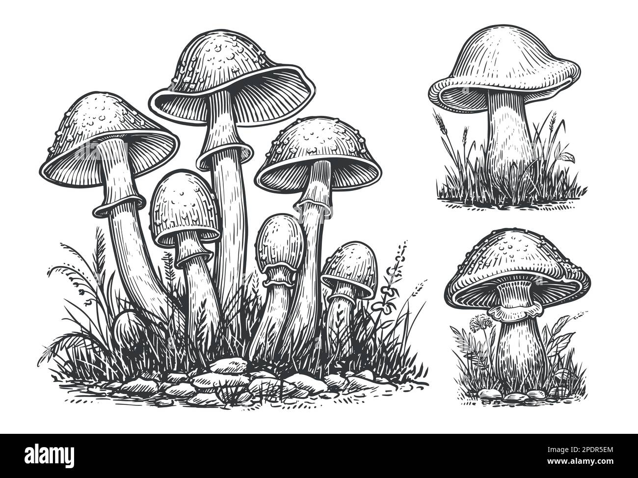 Mushrooms set. Hand drawn growing mushroom, mycelium in vintage engraving style. Sketch vector illustration Stock Vector