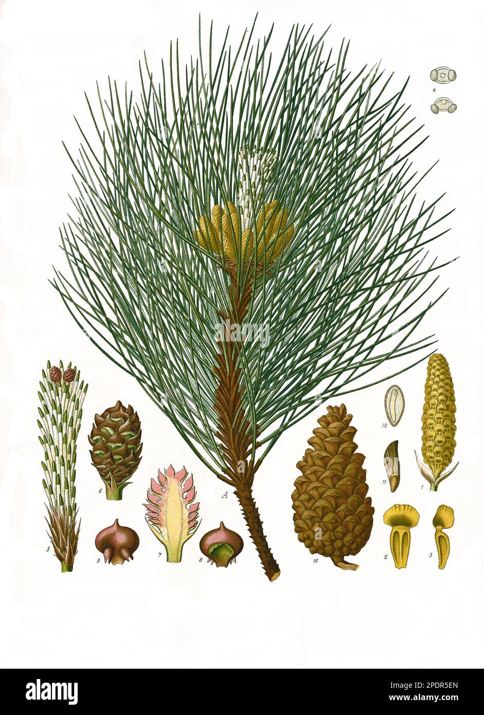 Heilpflanze, Schwarzkiefer (Pinus nigra), auch Schwarzföhre, Historisch, digital restaurierte Reproduktion von einer Vorlage aus dem 19. Jahrhundert, Stock Photo