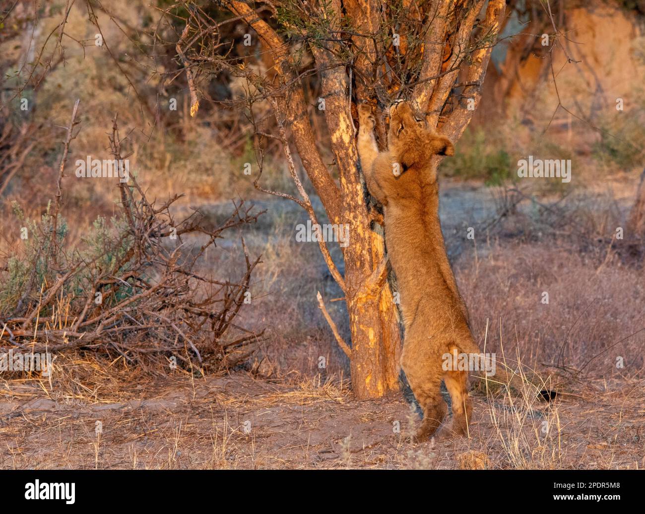 A young African lion uses a tree as a scratching post Stock Photo Alamy