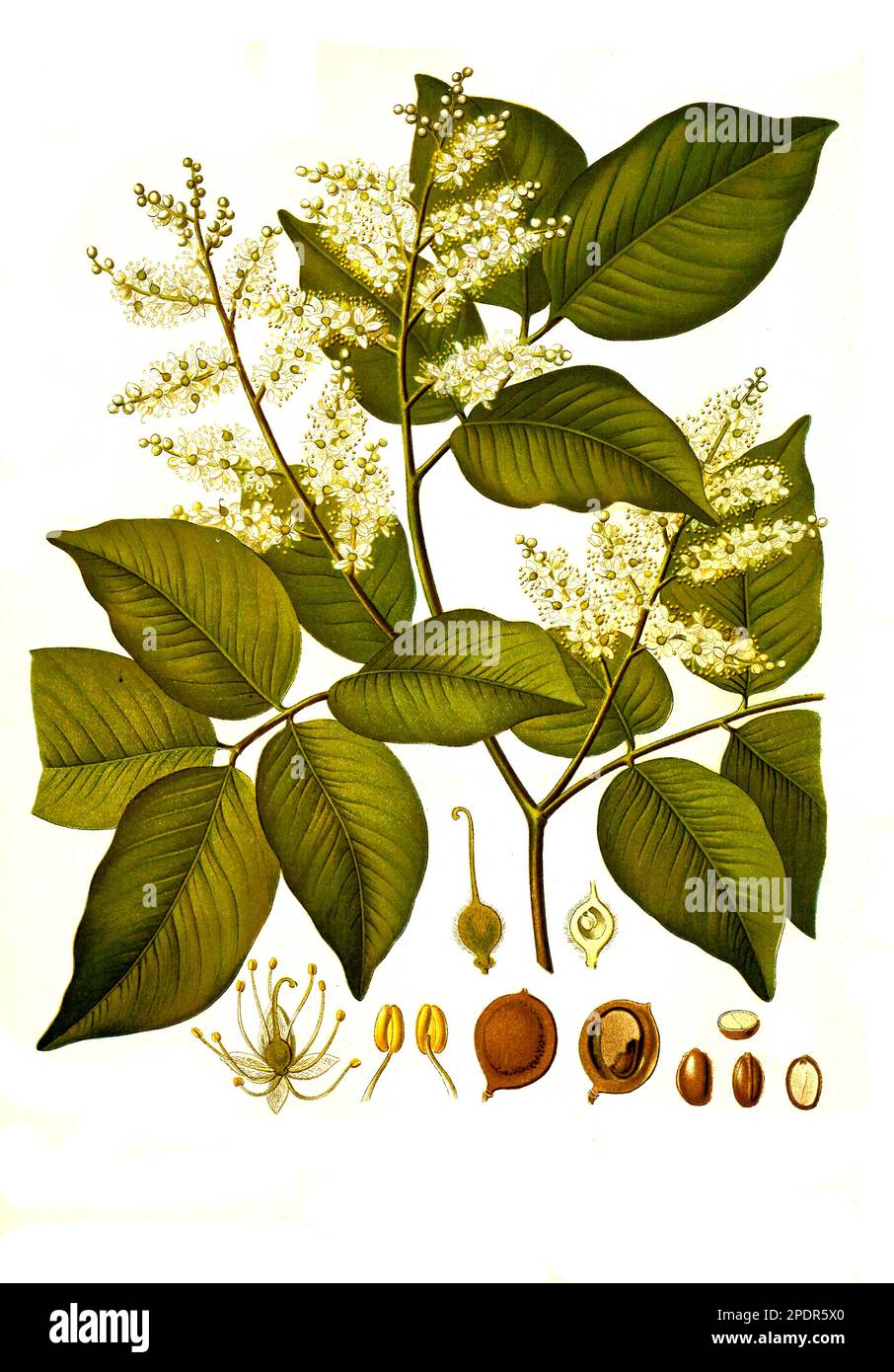 Heilpflanze, Copaifera officinalis, Copaifera ist eine Pflanzengattung in der Unterfamilie der Johannisbrotgewächse, Historisch, digital restaurierte Reproduktion von einer Vorlage aus dem 19. Jahrhundert, Stock Photo