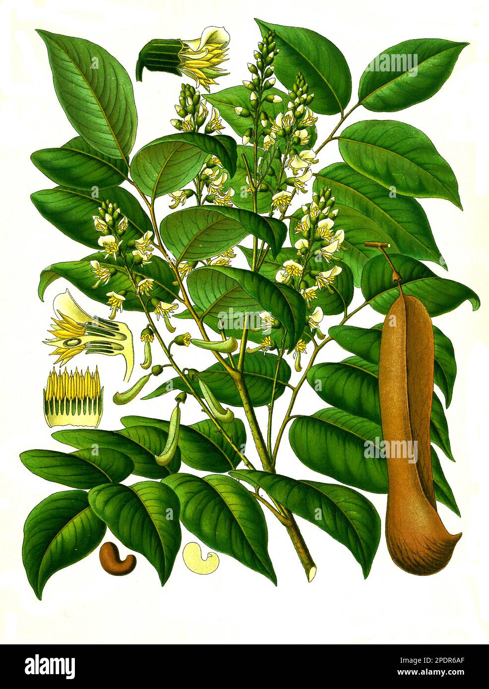 Heilpflanze, Tolubalsam (Balsamum tolutanum) ist der Balsam des Balsambaums (Myroxylon balsamum var. Balsamum), Historisch, digital restaurierte Reproduktion von einer Vorlage aus dem 19. Jahrhundert, Stock Photo