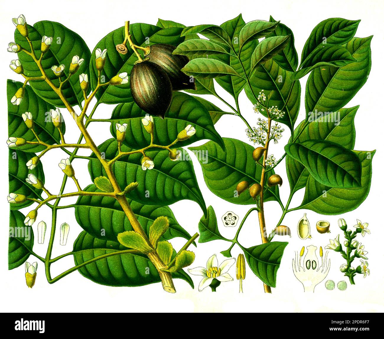 Heilpflanze, Canarium luzonicum, auch Manilaelemi oder Manilaelemibaum, eine Baumart aus der Familie der Balsambaumgewächse und Icica Icicariba, Historisch, digital restaurierte Reproduktion von einer Vorlage aus dem 19. Jahrhundert, Stock Photo