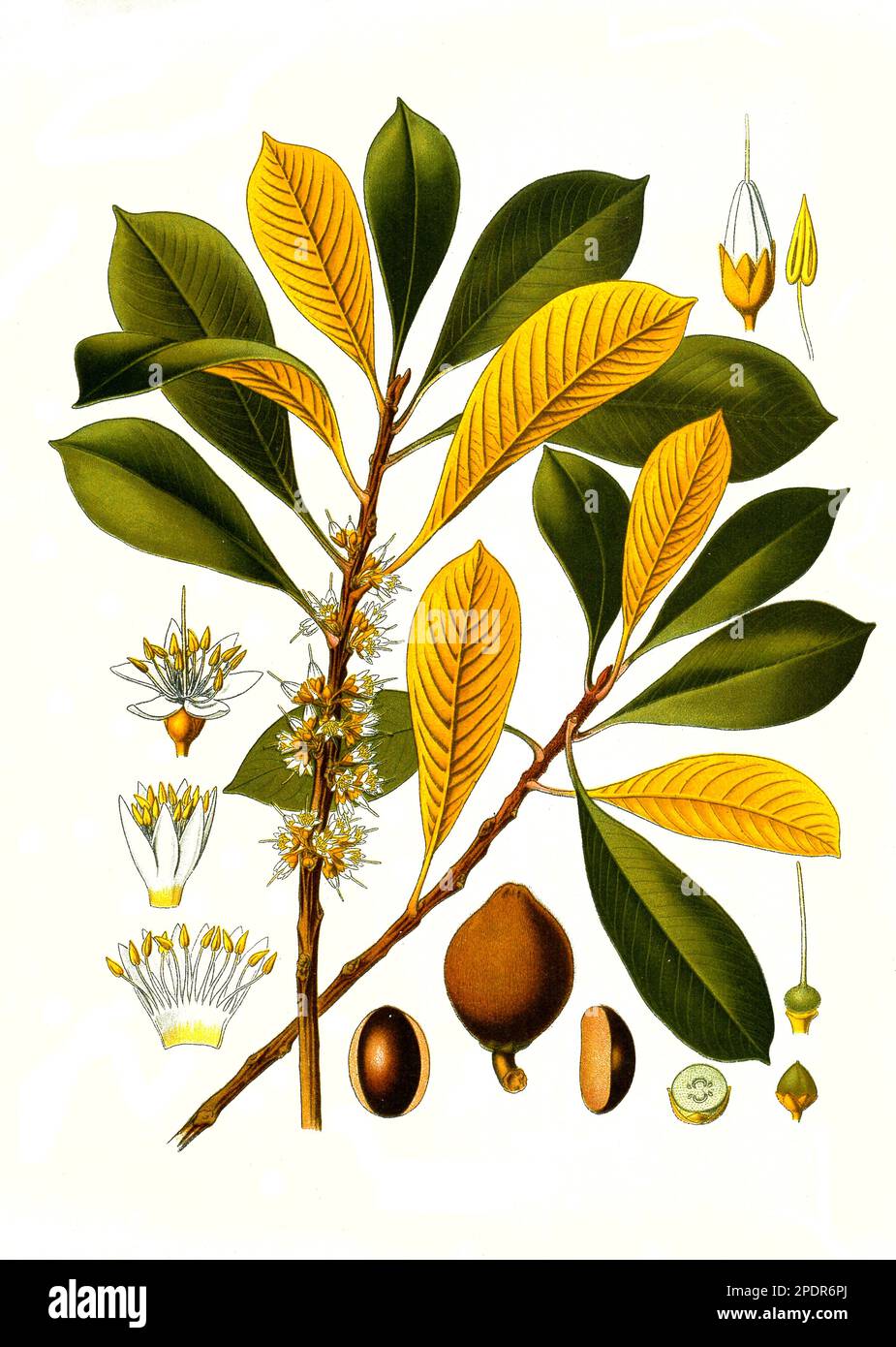 Heilpflanze, Guttaperchabaum (Palaquium gutta) ist eine Pflanzenart aus der Gattung der Guttaperchabäume, Historisch, digital restaurierte Reproduktion von einer Vorlage aus dem 18. Jahrhundert Stock Photo
