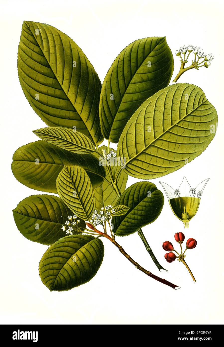 Heilpflanze, Rhamnus Purshiana, Purgier-Faulbaum, Historisch, Digital