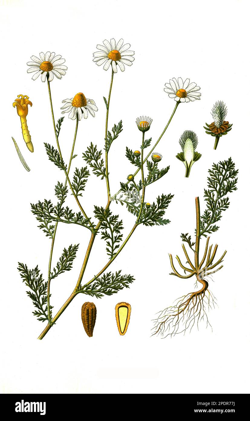 Heilpflanze, Anthemis cotula, Stinkende Hundskamille, Historisch, digital restaurierte Reproduktion von einer Vorlage aus dem 18. Jahrhundert Stock Photo
