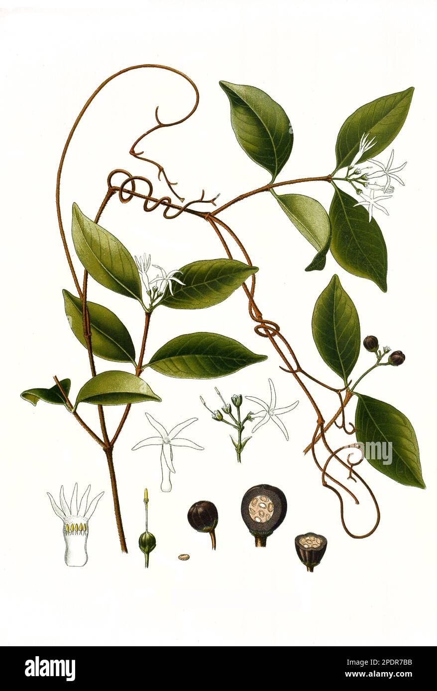 Heilpflanze, Landolphia watsonii, Rauvolfioideae, Historisch, digital restaurierte Reproduktion von einer Vorlage aus dem 18. Jahrhundert Stock Photo