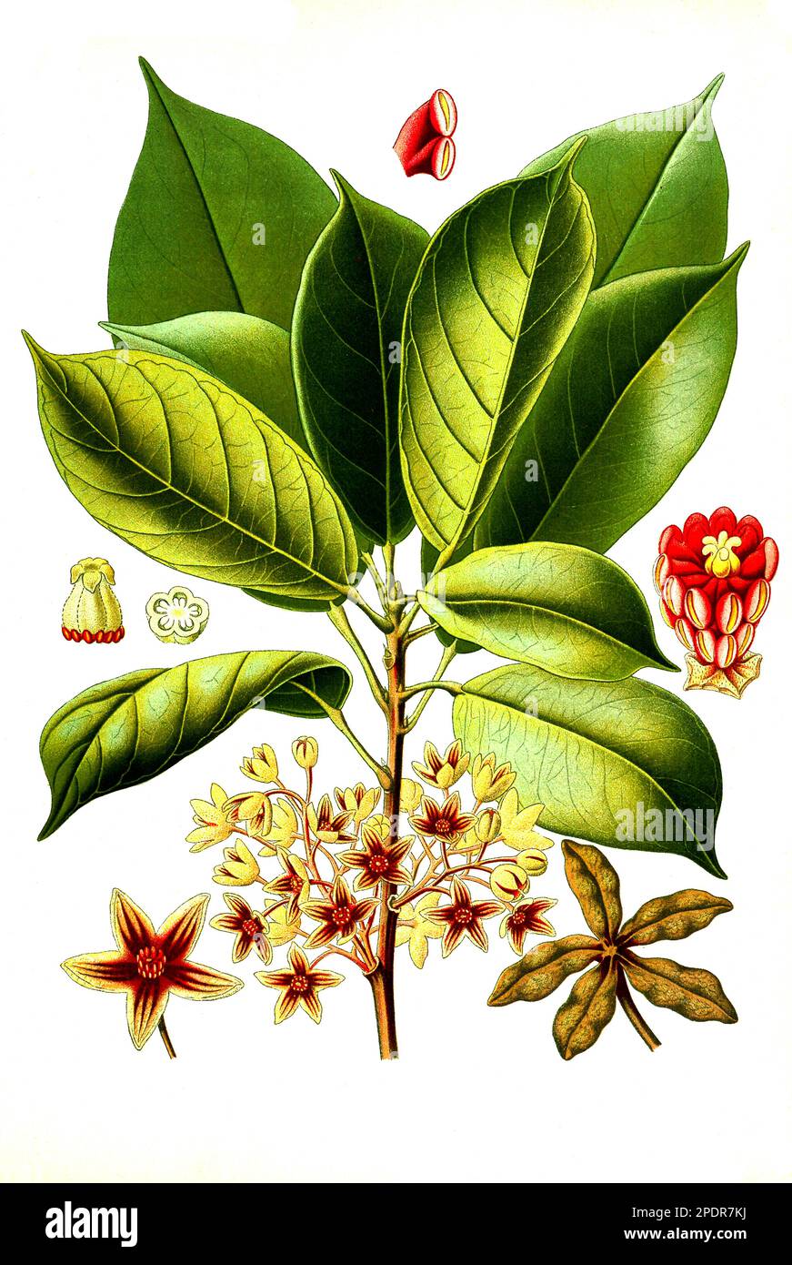 Heilpflanze, Cola acuminata, Kolabaum, Kolanußbaum, Historisch, digital restaurierte Reproduktion von einer Vorlage aus dem 18. Jahrhundert Stock Photo