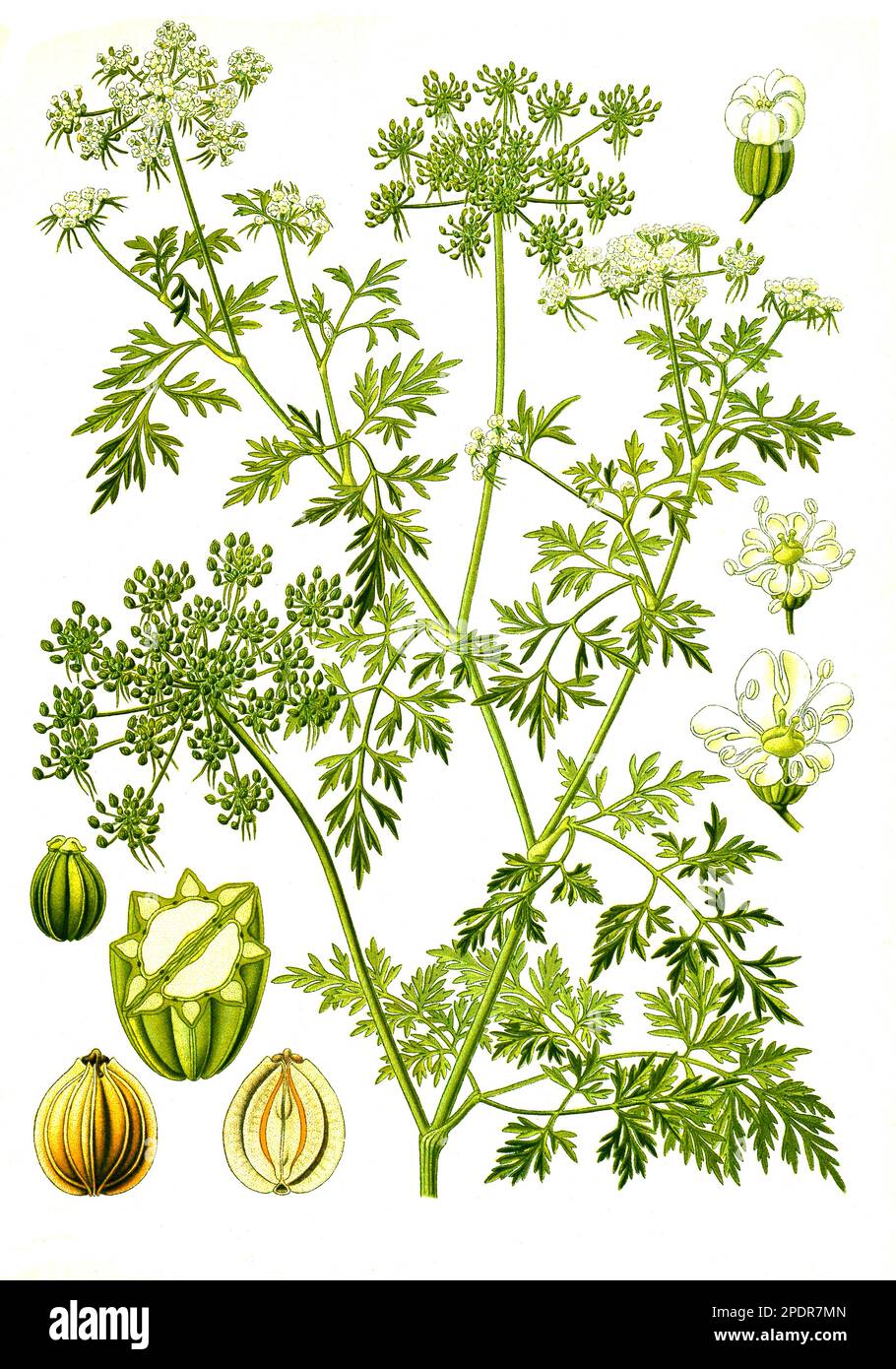 Heilpflanze, Hundspetersilie (Aethusa cynapium), Historisch, digital restaurierte Reproduktion von einer Vorlage aus dem 18. Jahrhundert Stock Photo