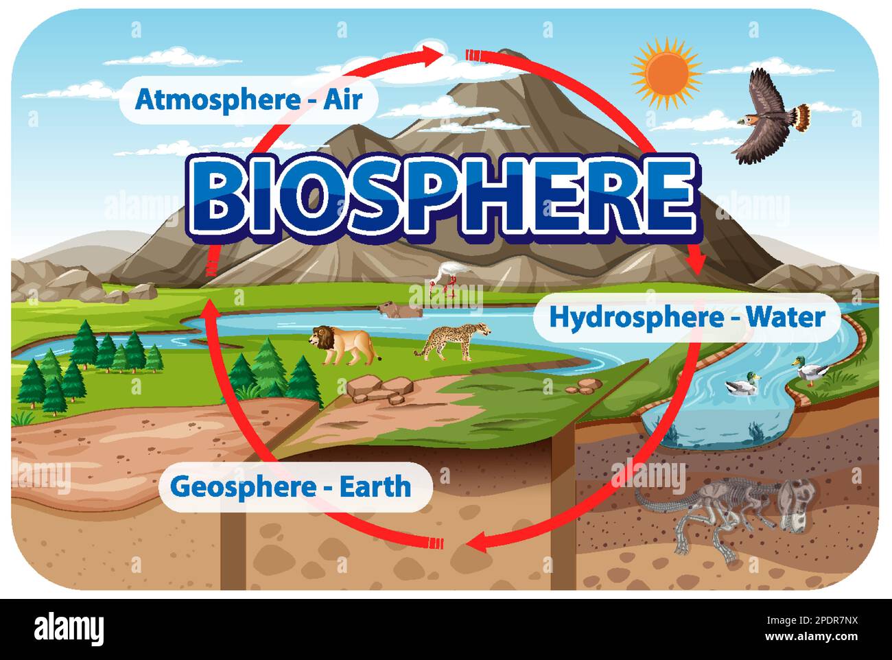 Biosphere Ecology Infographic for Learning illustration Stock