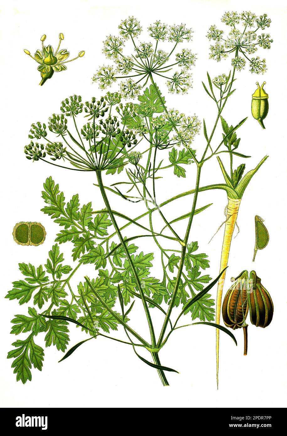 Heilpflanze, Petersilie (Petroselinum crispum, Petroselinum sativum, Historisch, digital restaurierte Reproduktion von einer Vorlage aus dem 18. Jahrhundert Stock Photo