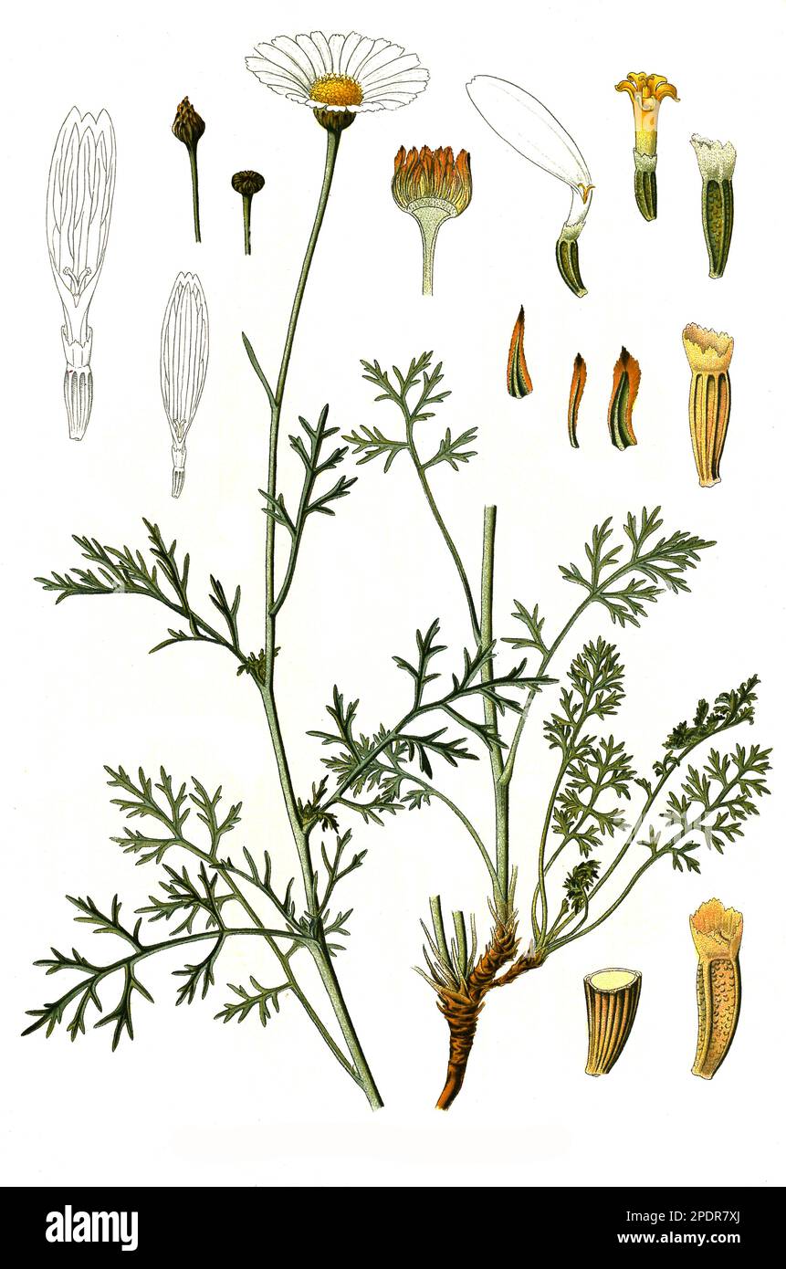Heilpflanze, dalmatinischen Insektenblume (Chrysanthemum cinerariaefolium), Historisch, digital restaurierte Reproduktion von einer Vorlage aus dem 18. Jahrhundert Stock Photo