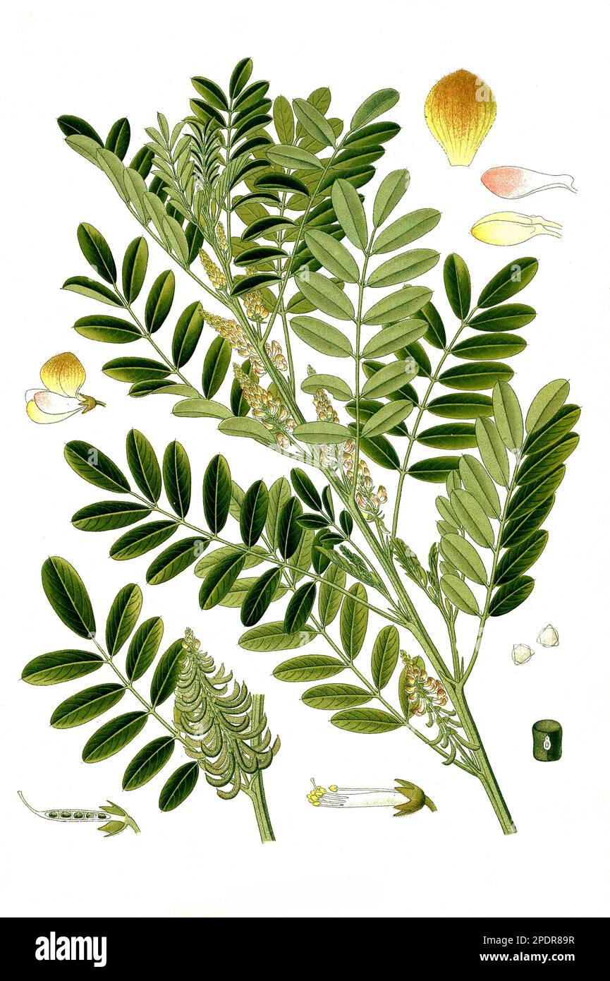 Heilpflanze, Indigofera anil, guatemaltekischer Indigo, kleinblättriger ...