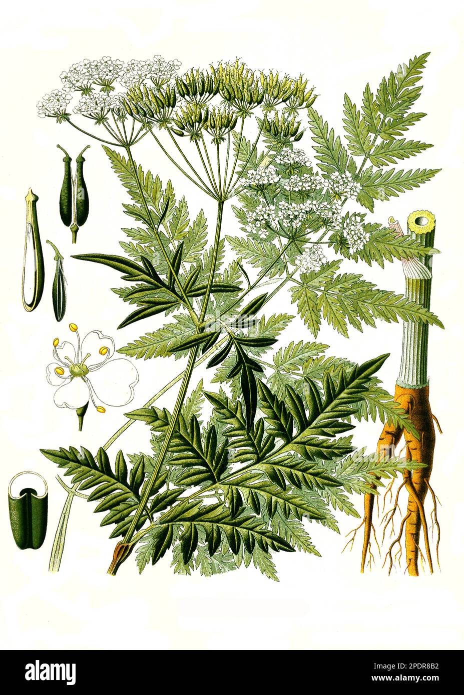 Heilpflanze, Wiesen-Kerbel (Anthriscus sylvestris) ist eine Pflanzenart aus der Gattung Kerbel, Historisch, digital restaurierte Reproduktion von einer Vorlage aus dem 18. Jahrhundert Stock Photo
