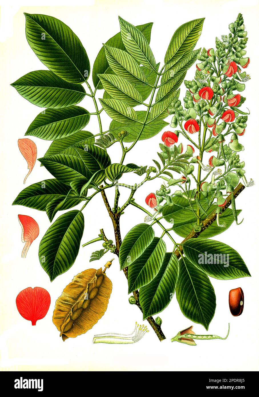Heilpflanze, Piscidia erythrina, gemeiner Fischfänger, Pfeilgiftbaum, Historisch, digital restaurierte Reproduktion von einer Vorlage aus dem 18. Jahrhundert Stock Photo