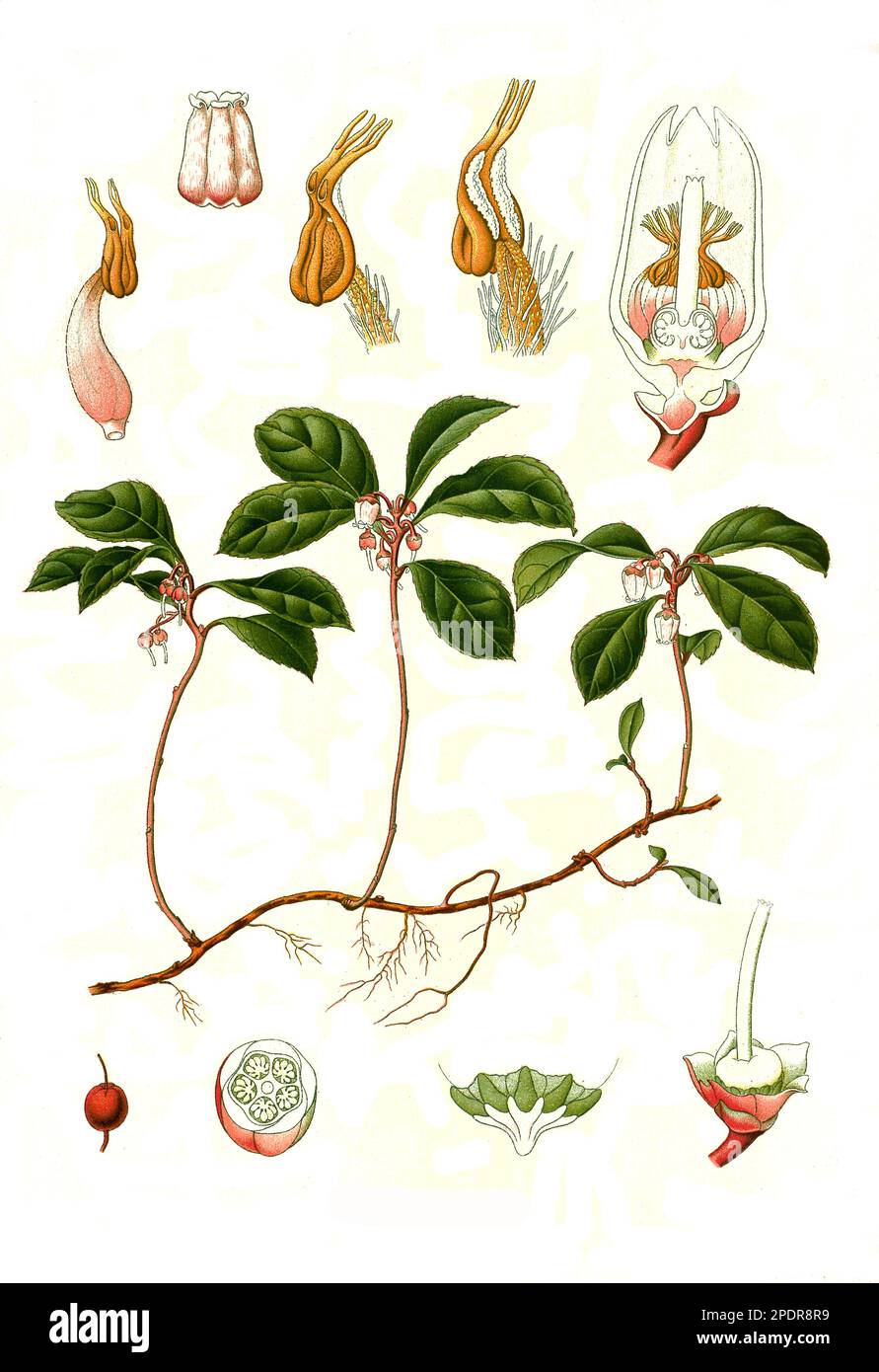 Heilpflanze, Niedere Scheinbeere (Gaultheria procumbens), auch Wintergrün oder rote Teppichbeere, Historisch, digital restaurierte Reproduktion von einer Vorlage aus dem 18. Jahrhundert Stock Photo