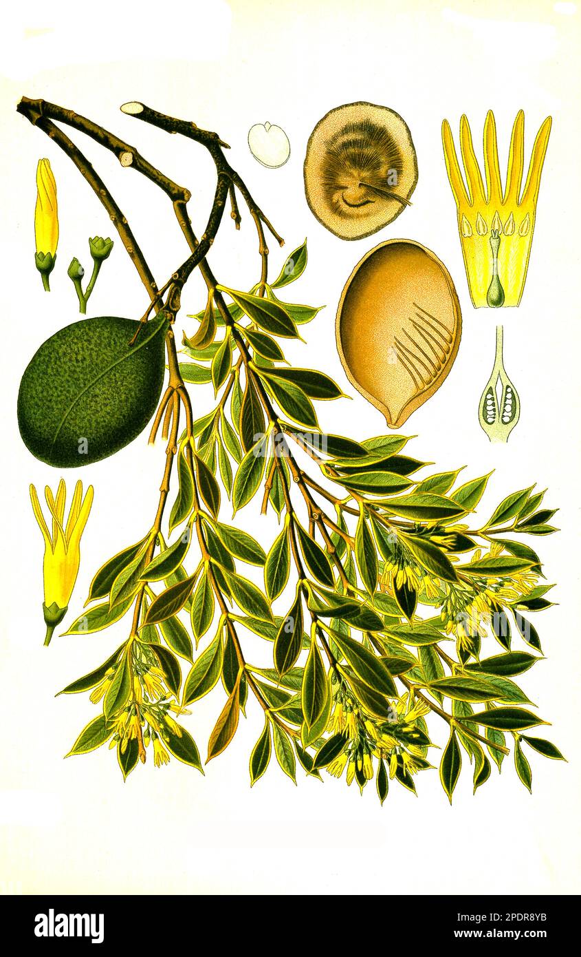 Heilpflanze, Quebrachobaum (Aspidosperma quebracho-blanco) ist eine Pflanzenart aus der Gattung Aspidosperma in der Familie der Hundsgiftgewächse, Historisch, digital restaurierte Reproduktion von einer Vorlage aus dem 18. Jahrhundert Stock Photo