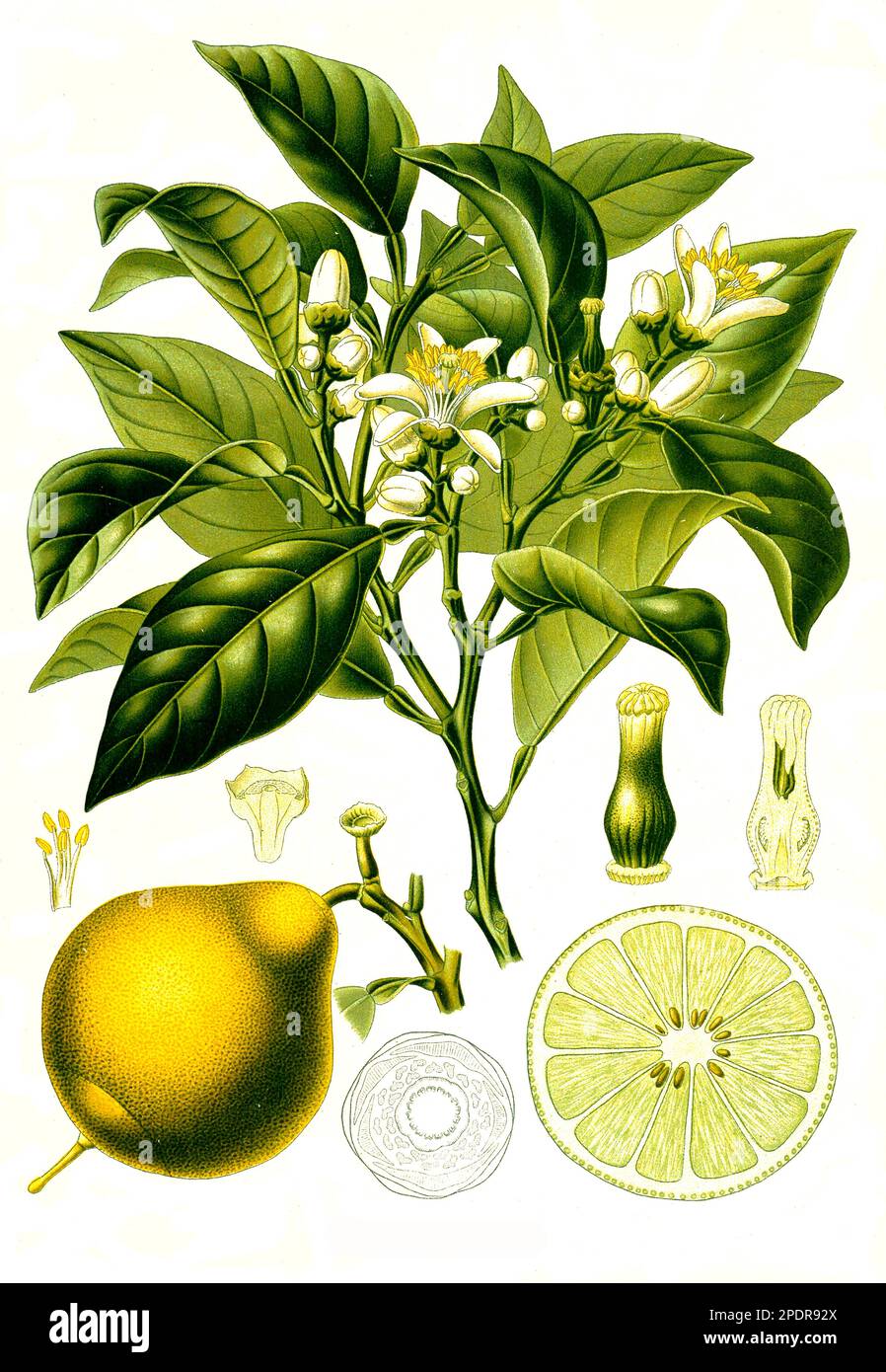 Heilpflanze, Bergamotte (Citrus × limon, Citrus bergamia) bezeichnet man eine Gruppe aus der Gattung der Zitruspflanzen (Citrus), die als Hybride aus Süßer Limette (Citrus limetta) und Bitterorange (Citrus × aurantium) oder aus Zitronatzitrone (Citrus medica) und Bitterorange entstanden sein könnten, Historisch, digital restaurierte Reproduktion von einer Vorlage aus dem 18. Jahrhundert Stock Photo