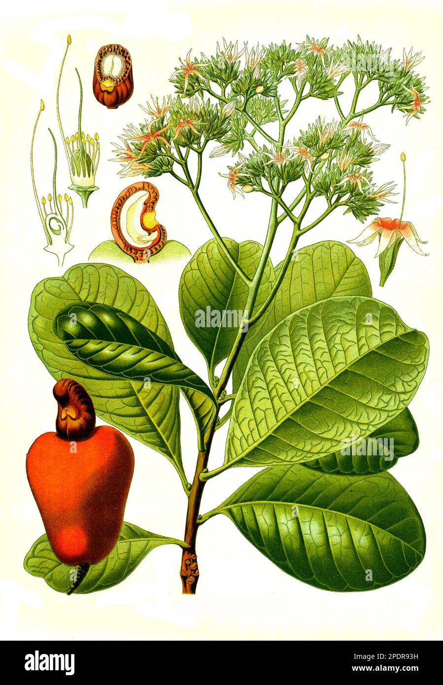 Heilpflanze Cashewbaum Anacardium Occidentale Auch Kaschubaum Acajoubaum Oder Nierenbaum 3823