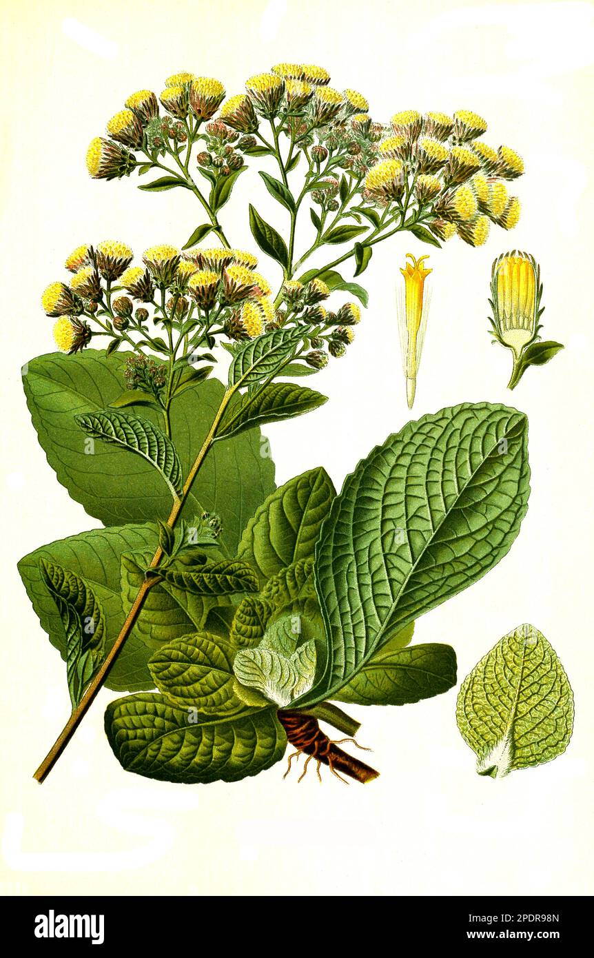 Heilpflanze, Dürrwurz, Pentanema conyzae, Inula conyzae Griess, auch Dürrwurz-Alant, Historisch, digital restaurierte Reproduktion von einer Vorlage aus dem 18. Jahrhundert Stock Photo