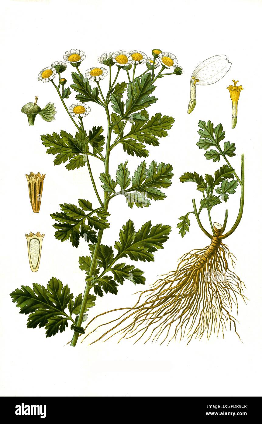 Heilpflanze, Chrysanthemum parthenium, Mutterkraut (Tanacetum parthenium) ist eine Pflanzenart aus der Gattung Tanacetum innerhalb der Familie der Korbblütler, Historisch, digital restaurierte Reproduktion von einer Vorlage aus dem 18. Jahrhundert Stock Photo